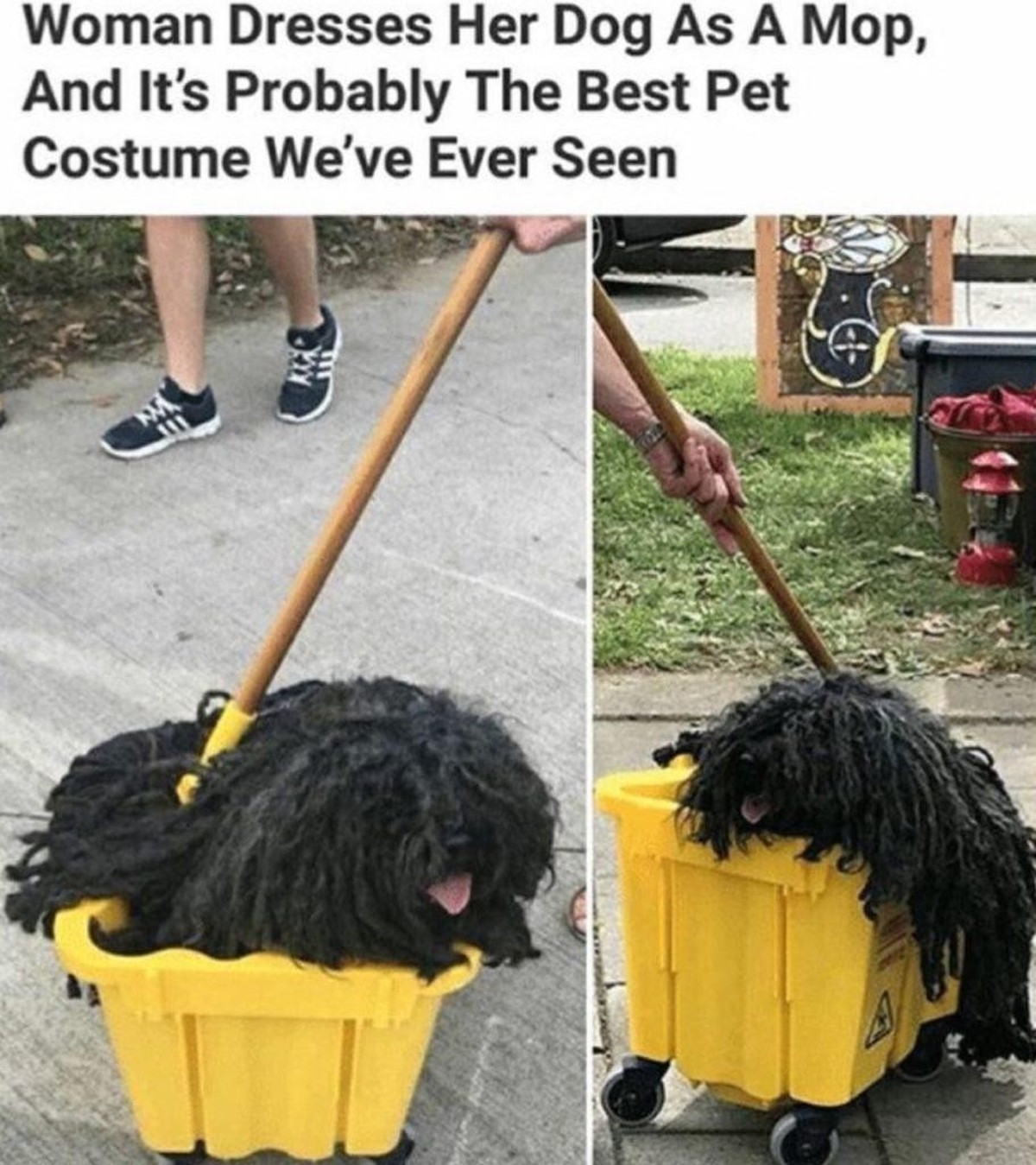 Lustige Hunde-Memes zum Welthundetag.