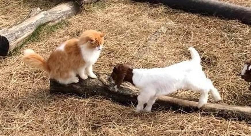 Dieser Kater hat drei kleine Ziegen auf die Welt gebracht