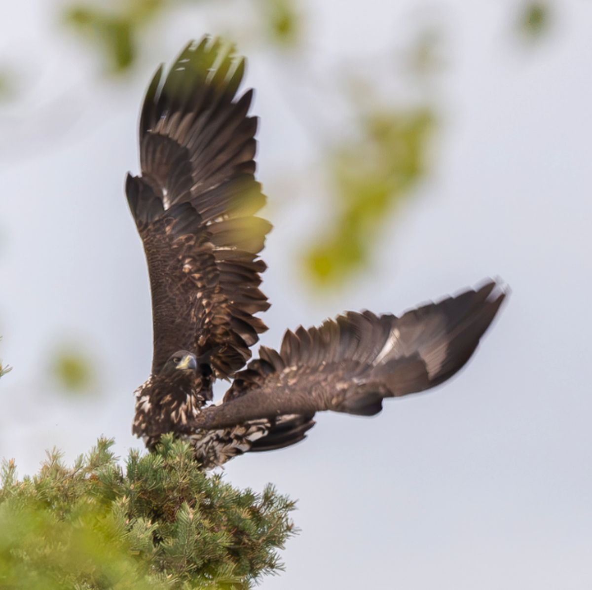 Seeadler Rapperswil

https://www.threads.com/share/D2kfaJ-1u/