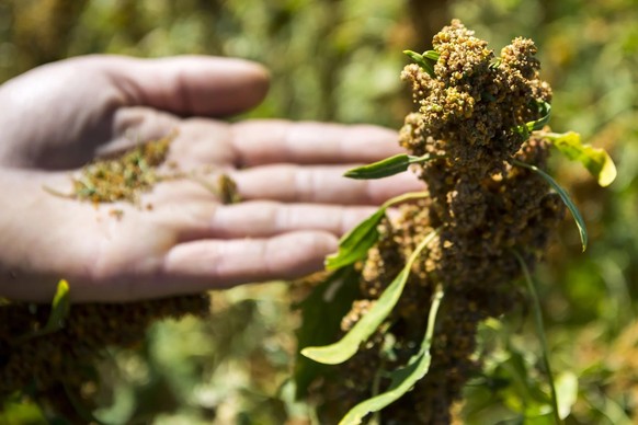 Quinoa wird in der Schweiz kaum angebaut.