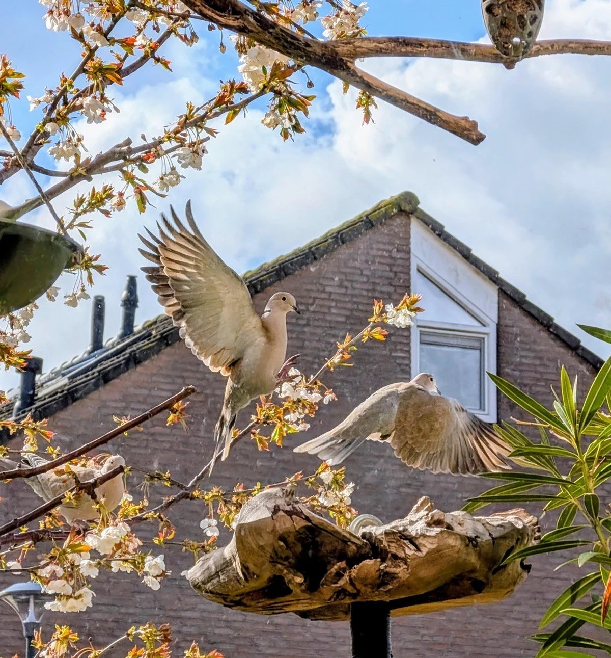 AccidentalRenaissance
Doves and cherry blossoms in the morning sun.

https://www.reddit.com/media?url=https%3A%2F%2Fpreview.redd.it%2Fdoves-and-cherry-blossoms-in-the-morning-sun-v0-1lj2b4koz4sg1.jpeg ...