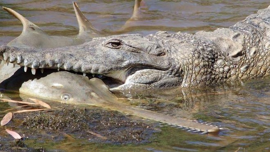 Leistenkrokodile können auch ziemlich gross werden. In einem Zoo in den Philippinen lebte von 2011 bis 2013 ein gefangenes Exemplar, welches in der Länge 6,17 Meter mass.