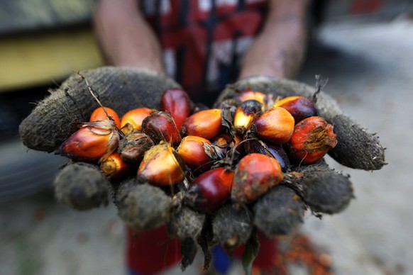 epa05069862 An Indonesian palm oil farmer displays some of the palm harvest, in Tamiang, Aceh, Indonesia, 15 December 2015. Aceh Tamiang District Government is struggling to combat illegal palm oil pl ...
