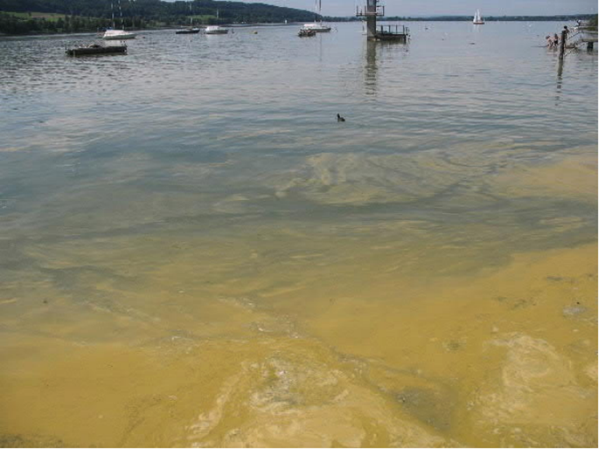 Sind an der Wasseroberfläche braun-grüne Verfärbungen zu sehen, sollte man vom Baden absehen. Denn dann sind Blaualgen im Wasser. (Greifensee, August 2011)