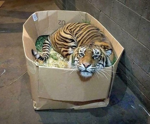 Tiger im Karton
