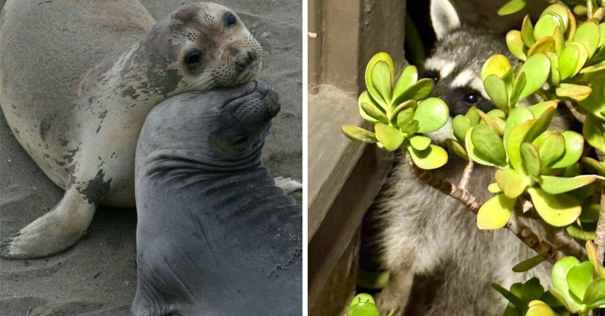 27 lustige Tierbilder – inklusive extra Otten