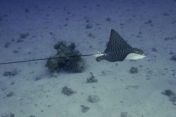 Gefleckter Adlerrochen Aetobatus ocellatus Spotted eagle ray Aetobatus ocellatus Copyright: imageBROKER/SunbirdxImages iblmup13630002.jpg Bitte beachten Sie die gesetzlichen Bestimmungen des deutschen ...
