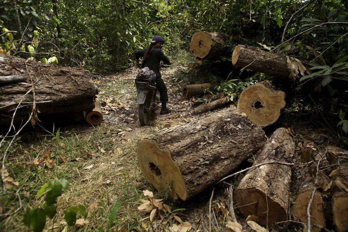 FILE - Tenetehara Indigenous man Nemai Tembe from the Ka'Azar, or Forest Owners, rides through an area of trees felled by illegal loggers, as the group patrols their lands on the Alto Rio Guama r ...