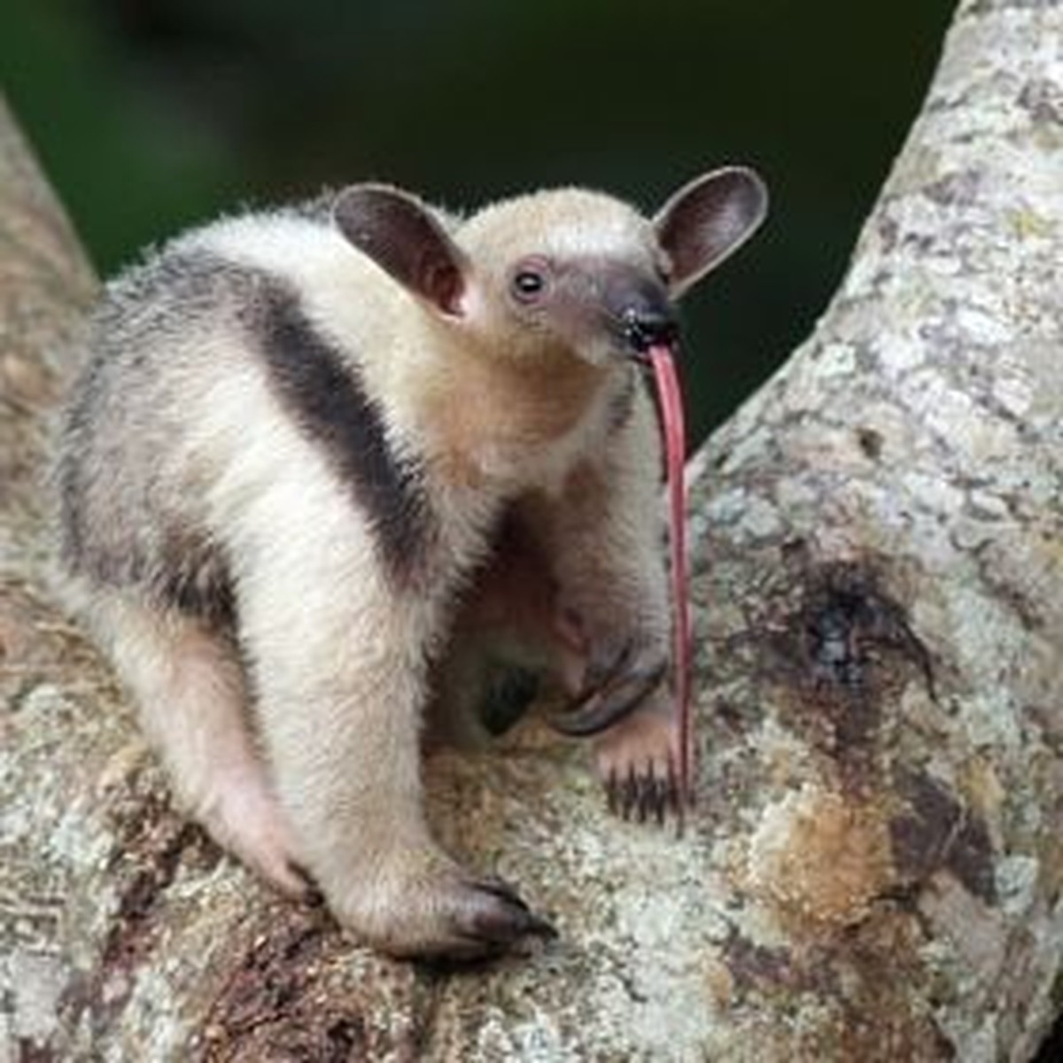 cute news tier 

https://ch.pinterest.com/pin/21673641947253383/