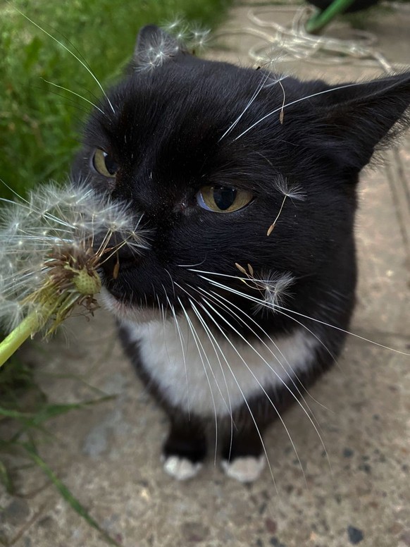 cute news tier katze

https://ch.pinterest.com/pin/1121888957178362937/