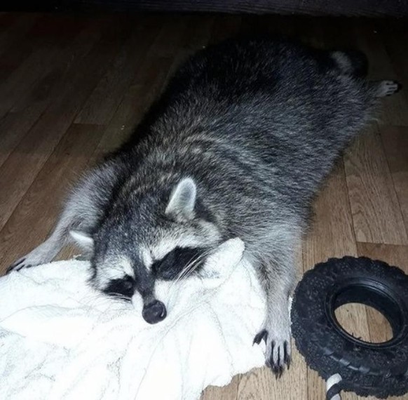 cute news tier raccoon waschbär

https://www.reddit.com/r/Raccoons/comments/11r6cr8/me_too_bud/