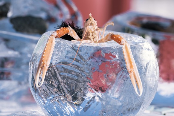 A crustacean on ice pictured at the White Turf horse race, which takes place every winter on the frozen Lake St. Moritz, in St. Moritz, Canton of Grisons, Switzerland, on February 19, 2017. (KEYSTONE/ ...