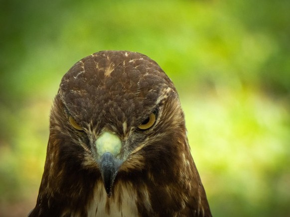 cute news tier vogel

https://www.reddit.com/r/birding/comments/1n404mc/a_young_redtailed_hawk_that_jumped_me_at_the_park/