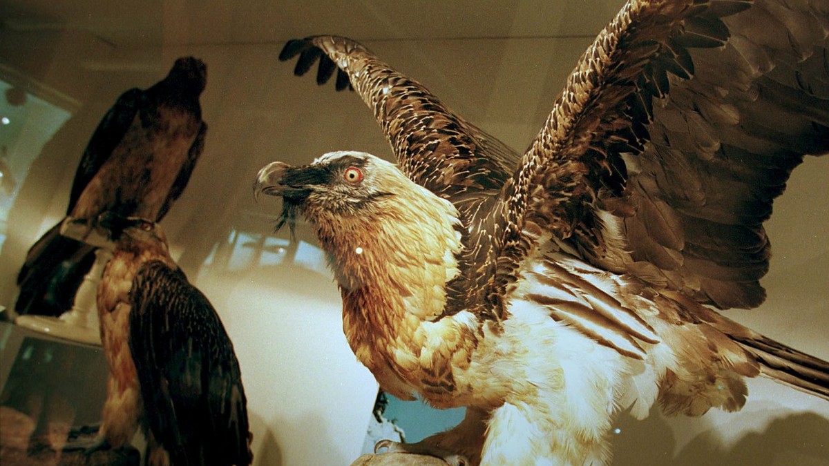 "Republique 5", le gypaete barbu qui a ete abattu au dessus de Crans-Montana, l'an dernier trone dans une vitrine du Musee d'histoires naturelles de Sion, ce mecredi 17 fevrier 199 ...