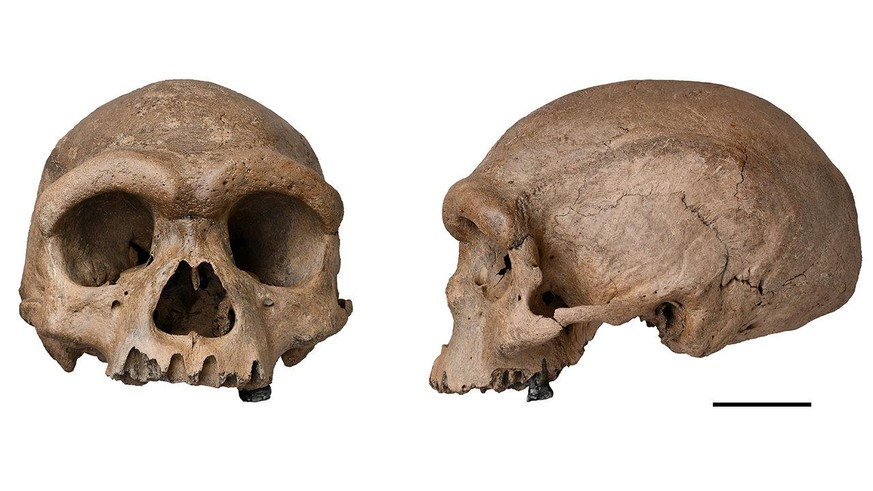 Schädel von Homo longi, Drachenmensch