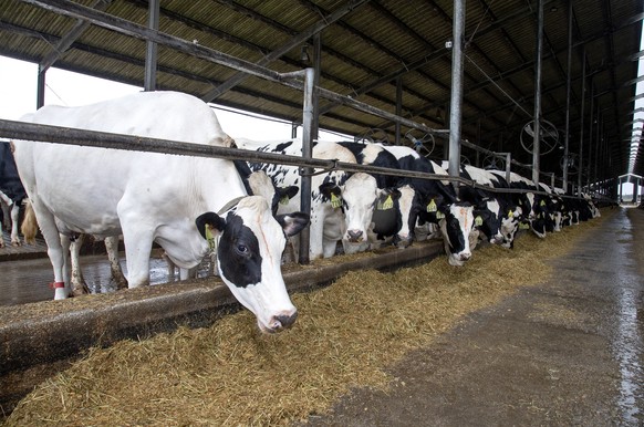epa10404008 A group of dairy cows are fed at the Milking R Dairy Farm in Okeechobee, Florida, USA, 13 January 2023. According to the owner, the Milking R Dairy is National Dairy Farmers Assuring Respo ...