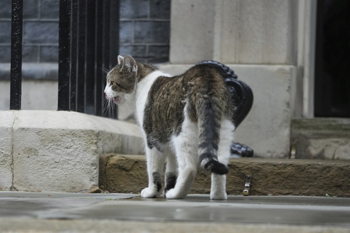 Chief Mouser Larry the cat pauses as he walks around Downing Street in London, Friday, July 5, 2024. Larry who has out lasted 5 Prime Minister and is about to get a new resident of 10 Downing Street,  ...