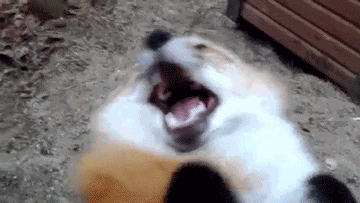 Animiertes GIF
