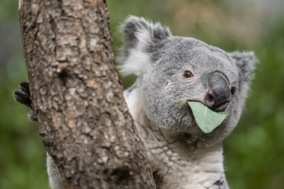 Das Koala-Maennchen Tarni frisst im Australienhaus anlaesslich eines Zoo Apero in Zuerich, aufgenommen am Mittwoch 21. Dezember 2022. (KEYSTONE/Ennio Leanza)