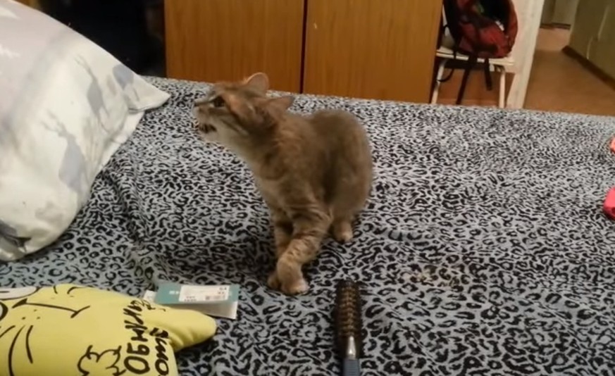 Ce chat éternue et traumatise son pauvre compagnon...