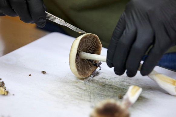 FILE - A grower cuts psilocybin mushrooms to prepare for distribution in Springfield, Ore., Monday, Aug. 14, 2023. (AP Photo/Craig Mitchelldyer, File)
Psychedelics-FDA