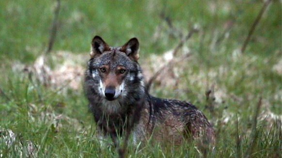 Ein Wolf auf Schweizer Boden.