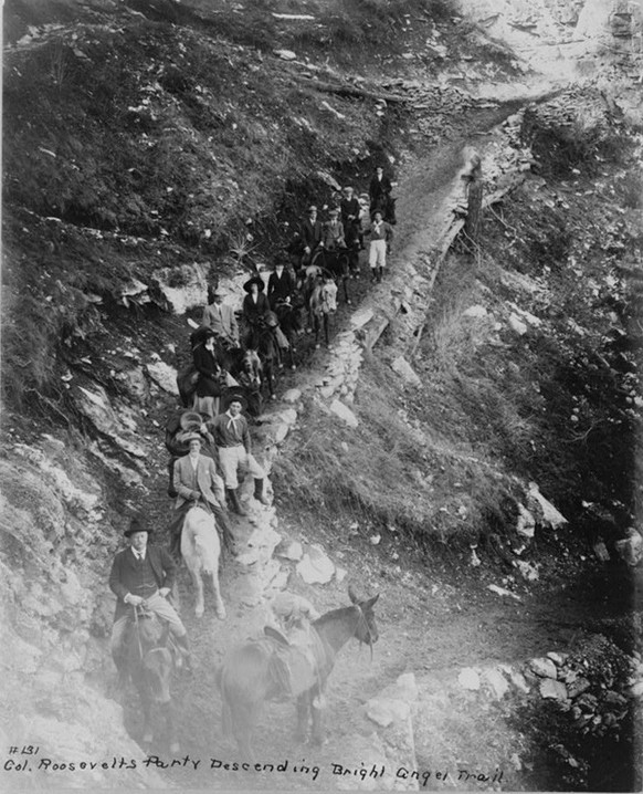 Theodore Roosevelt auf dem Angel Trail, als Anführer einer Maulesel-Truppe, 1911.