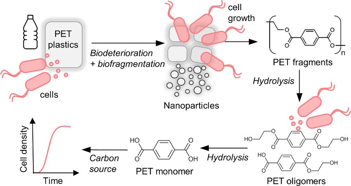 So baut Comamonas testosteroni Plastik ab.
https://pubs.acs.org/doi/10.1021/acs.est.4c06645#