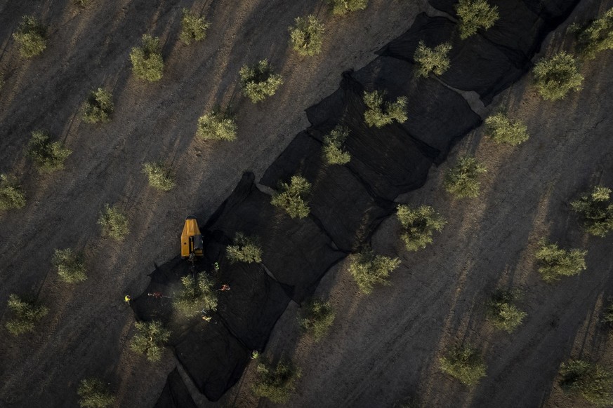 Day laborers work at the olive harvest in the southern town of Quesada, a rural community in the heart of Spain's olive country, Friday, October 1.  28, 2022. Spain, the world's leading…