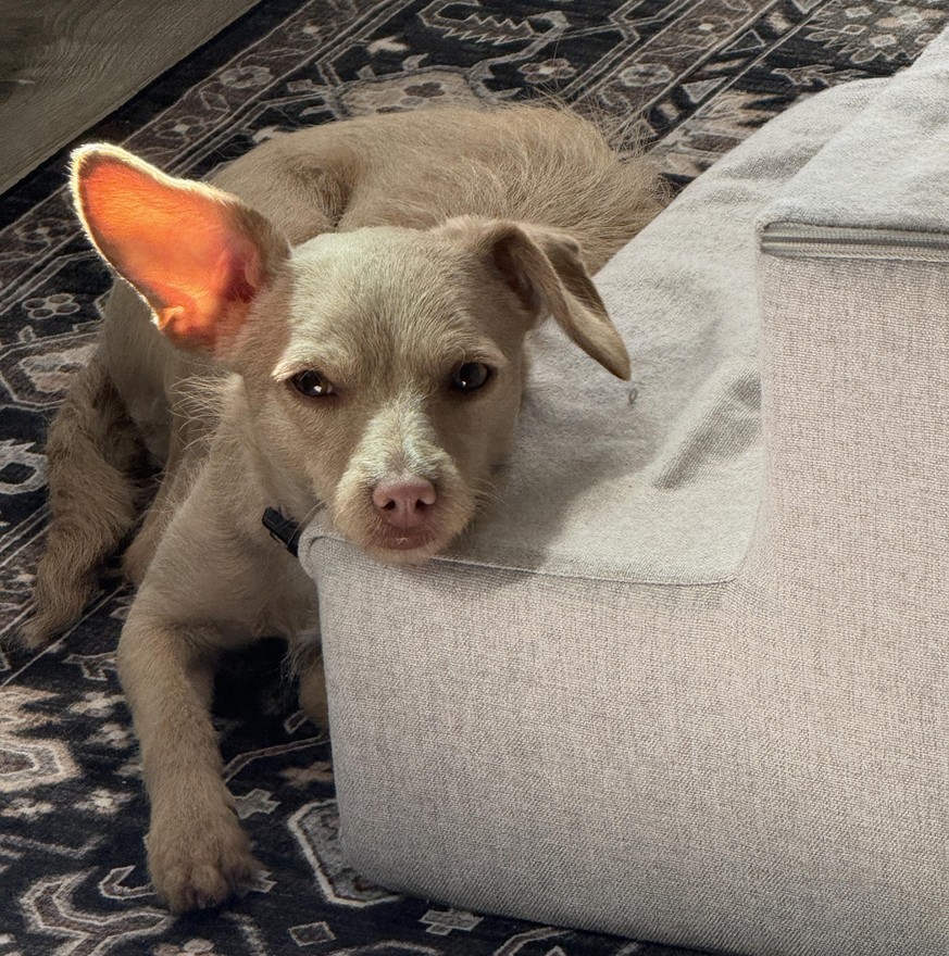 cute news tier hund

https://www.reddit.com/r/sonarears/comments/1vv2va4/only_one_sonar_ear_but_its_radioactive/