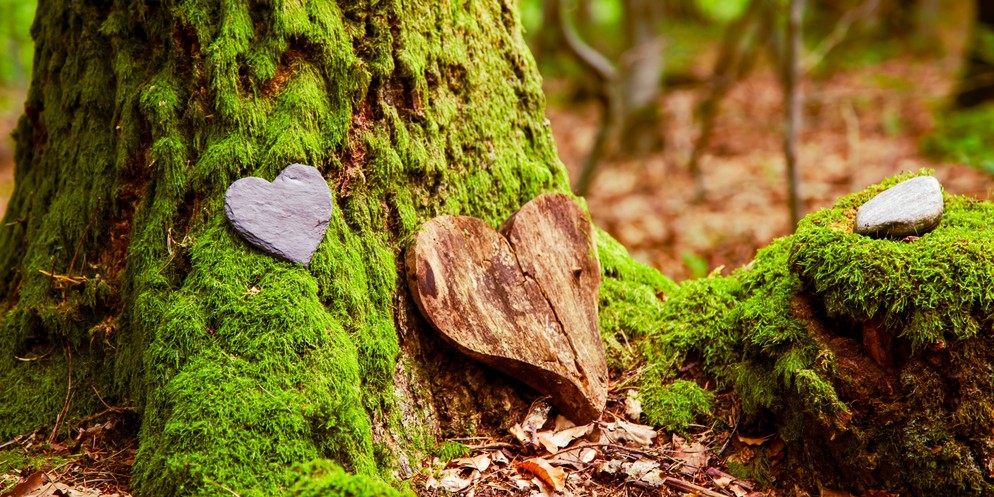 Im Wald die letzte Ruhe finden: In Biel wird dies schon bald möglich sein. (Symbolbild)