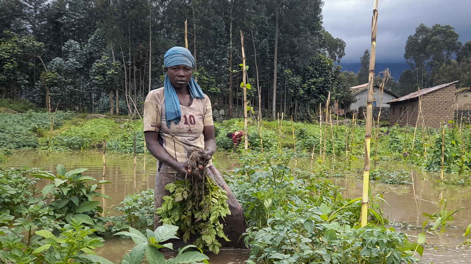 A woman gathers crops from a flooded field in Musanze district in northern Rwanda on Wednesday, May 3, 2023. Torrential rains caused flooding in western and northern Rwanda, killing more than 100 peop ...