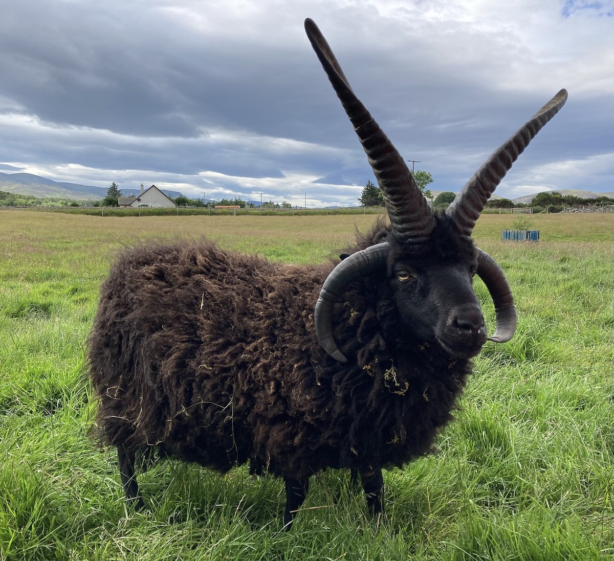 Hebridean Schaf