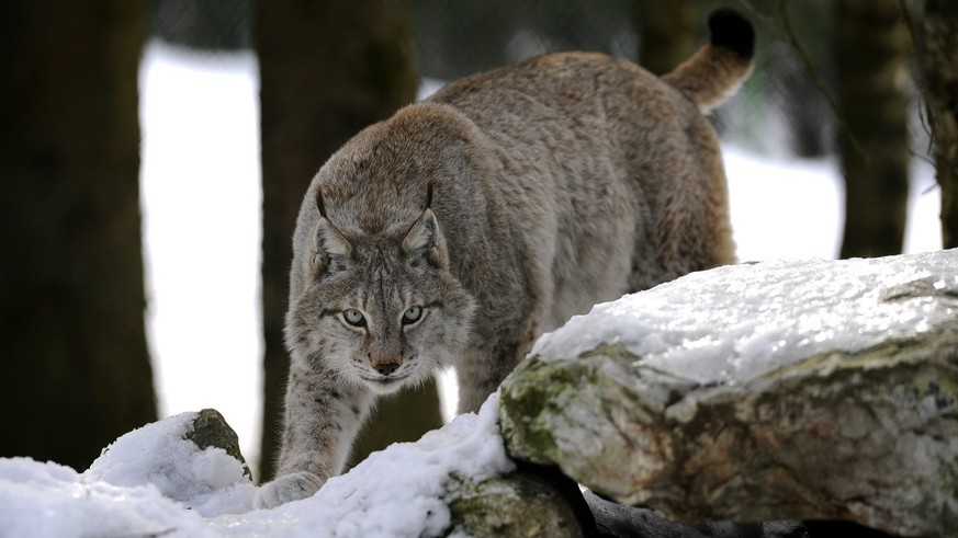 A lynx walks in the snow at the zoo of Servion near Lausanne, Switzerland, Thursday, February 26, 2009. (KEYSTONE/Dominic Favre)