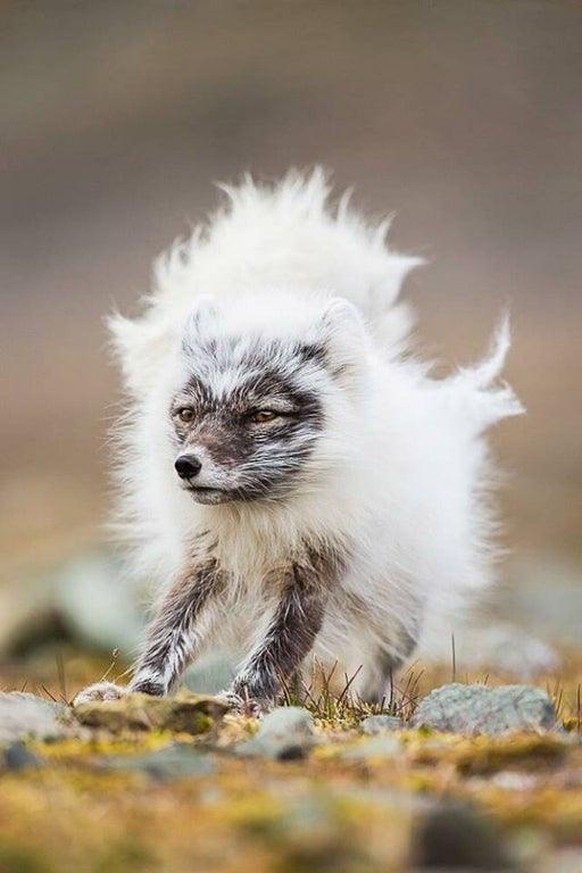 Sehr viele lustige Bilder und -GIFs (wir waren zu faul, sie zu zählen)
Wenn eine süsse Polarfuxe das Fell wechselt.