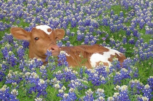 cute news animal tier kuh

https://www.facebook.com/theblessedimages/