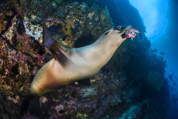 A young Galapagos sea lion Zalophus wollebaeki holds a red-lipped batfish Ogcocephalus darwini in its mouth. The sea lion was using the living batfish as a toy, dropping and chasing it as it tried to  ...