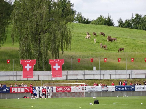 Zu Beginn waren mehr Kühe als Naticracks auf dem Rasen zu sehen.