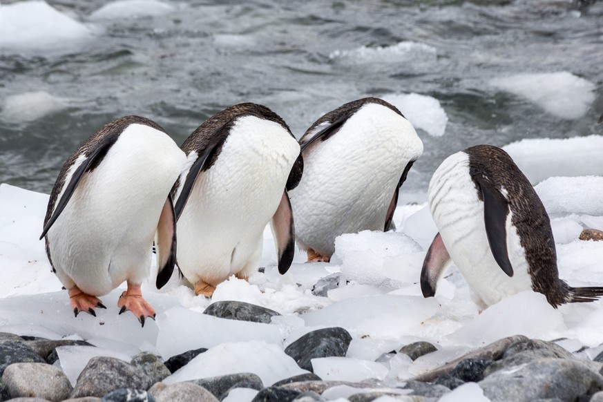 The Comedy Wildlife Photography Awards 2017
Monique JÃ¶ris
Den Haag
Netherlands

Title: Headless penguins?
Caption: A new species of penguins was discovered in Antarctica last summer!
Description: Thi ...