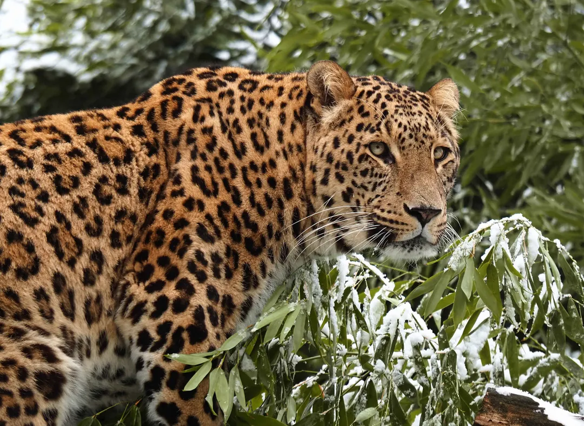 Le Safaripark Beekse Bergen, aux Pays-Bas, est en deuil. Une soigneuse présente depuis près de quatre décennies a été mortellement blessée samedi.