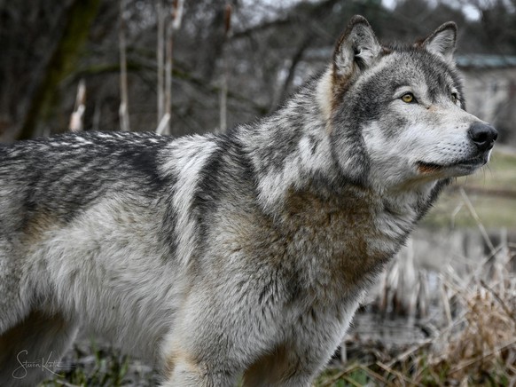 cute news tier wolf

https://imgur.com/gallery/wolf-photography-seminar-wolf-park-c4a0RJB#/t/wolf