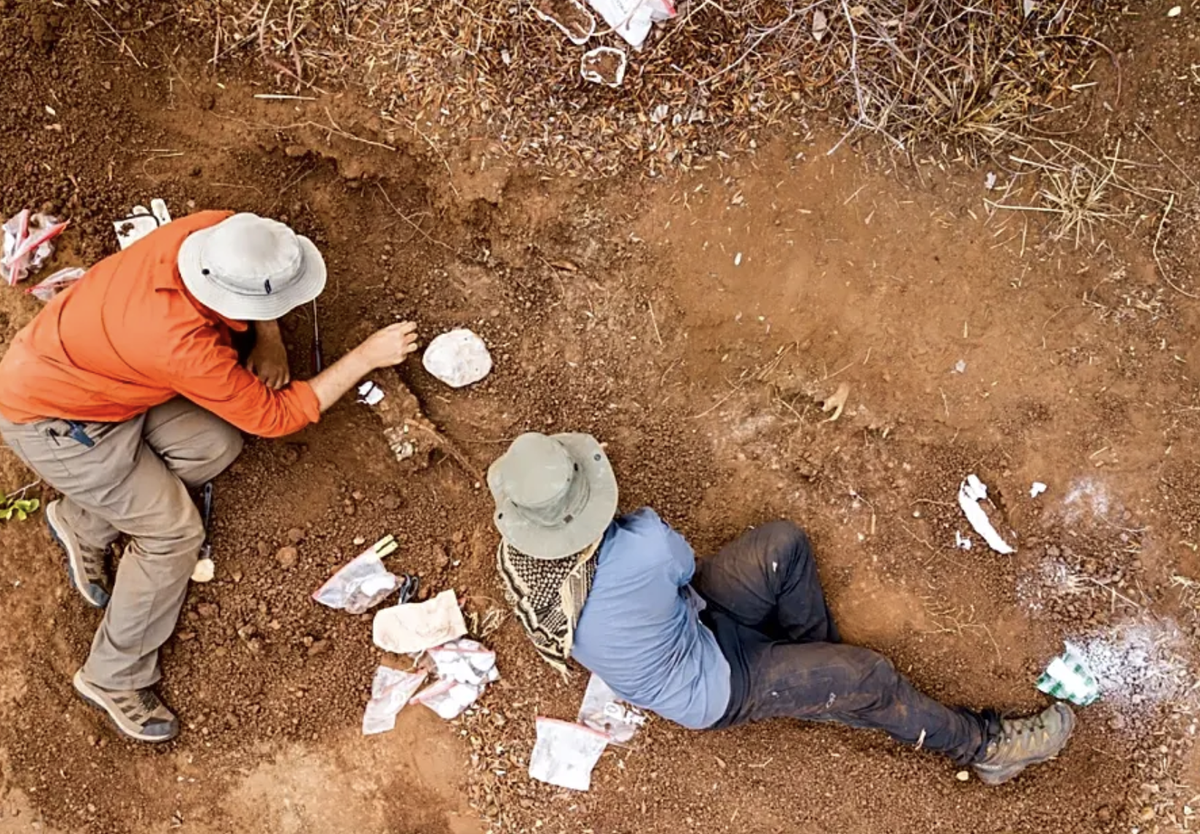 le plus vieux dinosaure d'Afrique découvert Zimbabwe