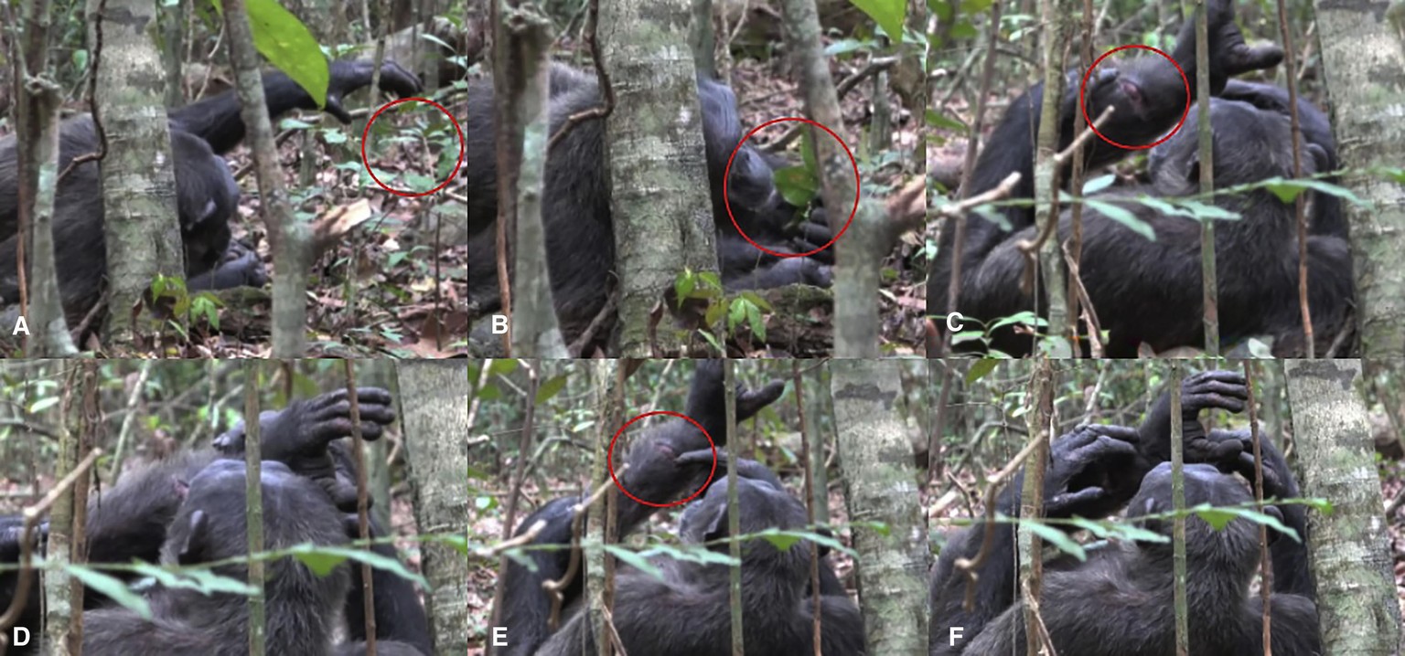 The behavioral sequence of an adult chimpanzee male catching and applying an insect to a wound on his left shin in six frames (A–F). Red circles highlight the object or action of interest in specified ...