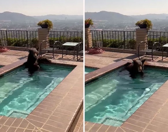 Bär in Pool.