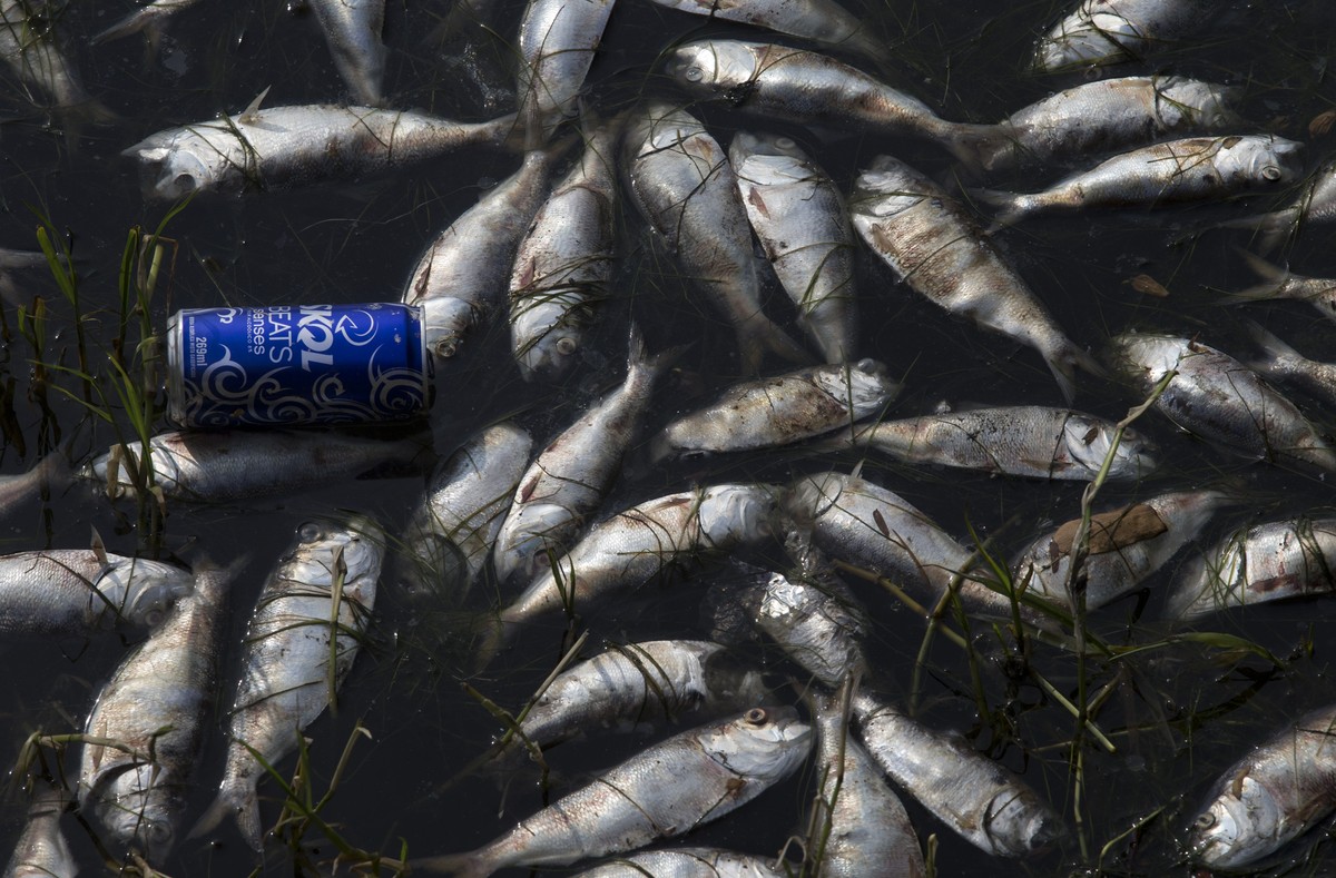 A can floats amid dead fish at the Rodrigo de Freitas lagoon in Rio de Janeiro, Brazil, Monday, April 13, 2015. Rio de Janeiro's waste management company is cleaning up dead fish after a die-off  ...