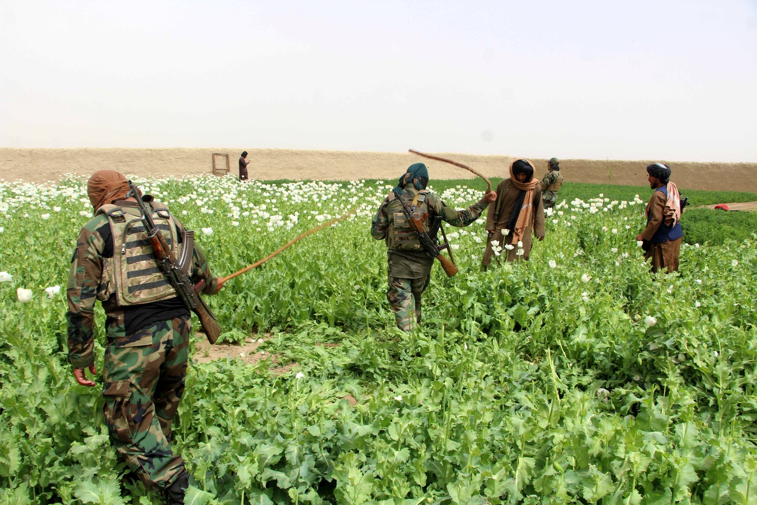epa10530089 Taliban security members destroy an opium poppies field at Dand district of Kandahar, Afghanistan, 18 March 2023. The Taliban recently cleared 3 acres of land in Kandahar for poppy cultiva ...