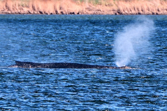 A stranded whale blows water as it got stuck on a sand bank in Kirchdorf on the island Poel, Germany, Thursday, April 9, 2026. (AP Photo/Michael Probst)
Germany Whale