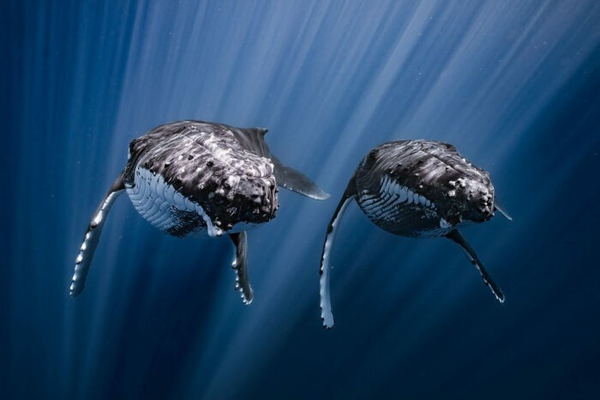 2025 Ocean Photographer Of The Year Awards