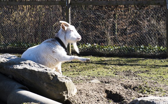 Ein Geissbock sonnt sich am Donnerstag, 20. Februar 2014 im Park des Altersheims Sunneziel in Mengen. (KEYSTONE/Sigi Tischler)