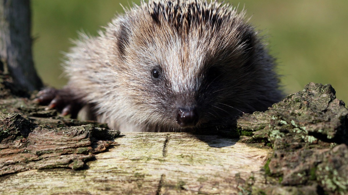 Igel-in-der-Schweiz-leiden-unter-der-Hitzewelle